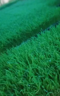 درجه یک الک زده توم نشا