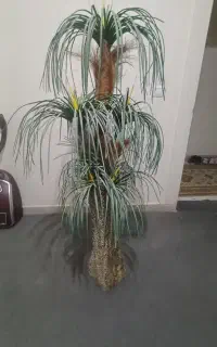 گلدان