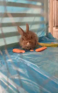 خرگوش لپ اصیل و آروم