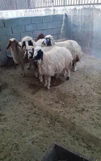 شک ابستن