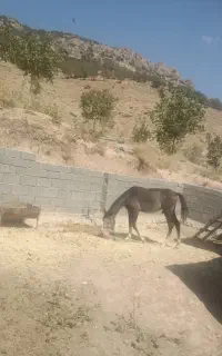 کره اسب