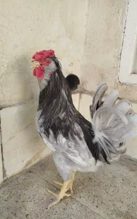 خروس گلین طوسی فول