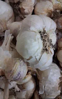 سیر خشک همدان