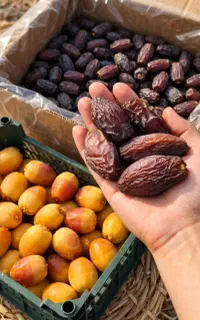 مجول جامبو/خرما لوکس