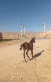 پیام پاسخ گو هستم