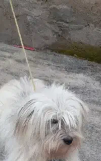 پاکوتاه ماده