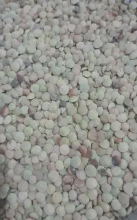 عدس