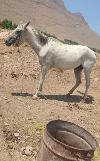 اسب مادیان فروشی
