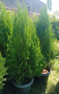 انجام کلیه کارهای باغبانی و گل وگیاه