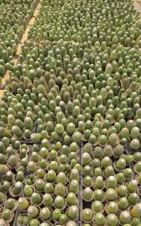 فروش عمده کاکتوس گلخانه‌ای