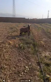 فروش بره قوچ