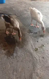غاز جوان