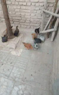 جوجه محلی