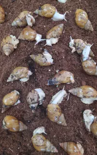 فروش حلزون درسایزهایی مختلف