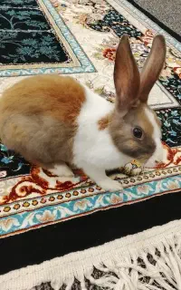 خرگوش خونگی