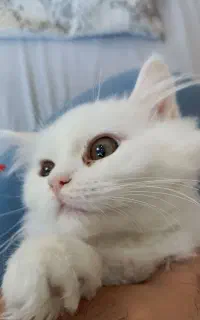 گربه نر 8ماهه واکسن کامل بجز شناسنامه