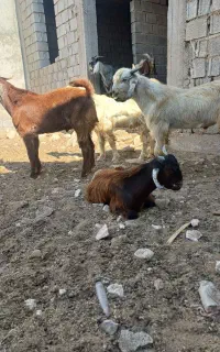 کهره نر