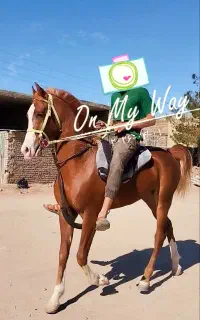 سیلمی آینده