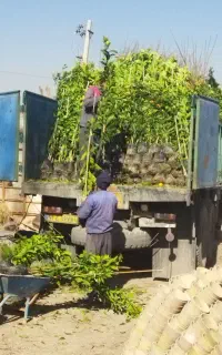 انواع نمونه درخت و نهال گل رز و درخت تزینی