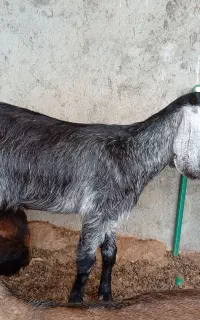 فروش کهره ماده فقط ۱۴ میلیون