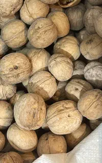 گردوی خارجی تازه ،کاغذی،مغز سفید و درشت