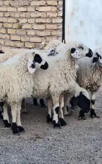 ۸تا بره سبک