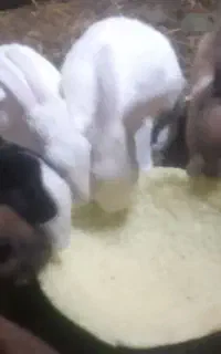 سلام هفت عدد خرگوش