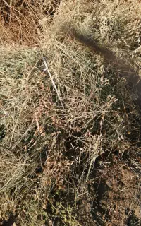 یونجه 11 خروار