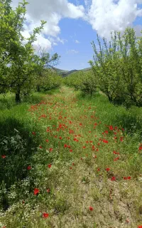 فروش باغ
