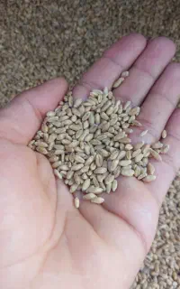 گندم بذری تمیز
