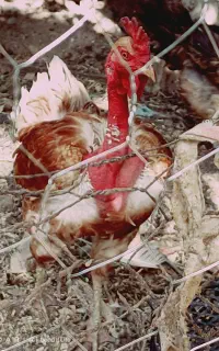 خروس لاری محلی اصل