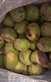 گردوسبز