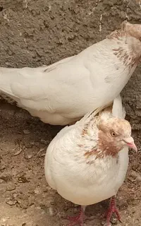 یک جفت کبوترماهرو