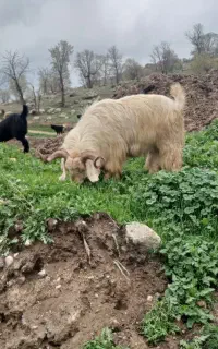 پازن گله