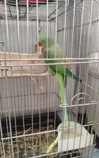 شاه طوطی نر سخنگو