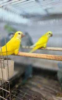 معاوضه و خریدار انواع پرندگان زینتی