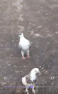کبوتر