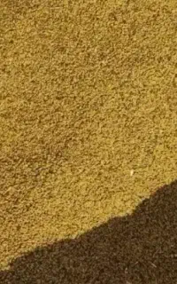 بذر یونجه