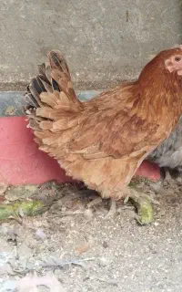 مرغ و خروس