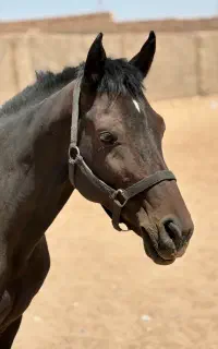 اسب خالص ایرانی
