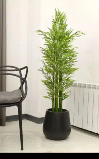 درختچه کنار سالنی