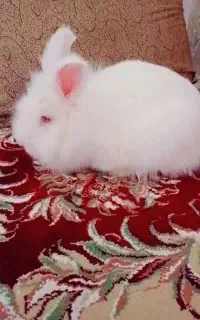 خرگوش لپ