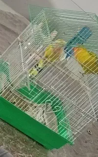 دو عدد طوطی برزیلی نرو  و ماده  حرف گوش کن