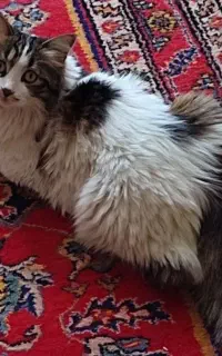 گمشده گربه پشمالوی سفید و با لکه های خاکستری DLH
