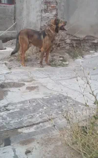 سگ عراقی