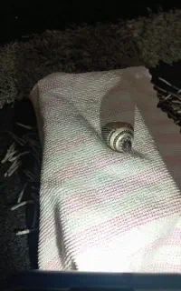 انگشتر اوپال سیاه