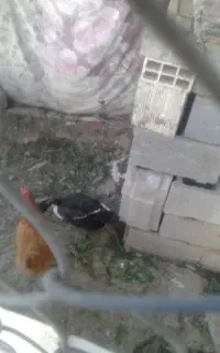 اردک