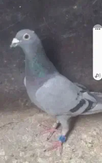 جوجه پلاکی زیل سبز