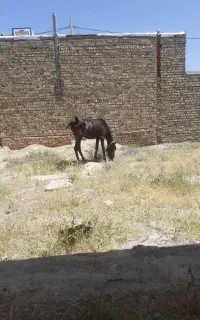 کره اسب ماده نژاد کورد