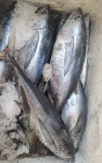 ماهی تن هوور و کد دم زرد بندر رسید